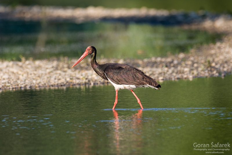 The black stork