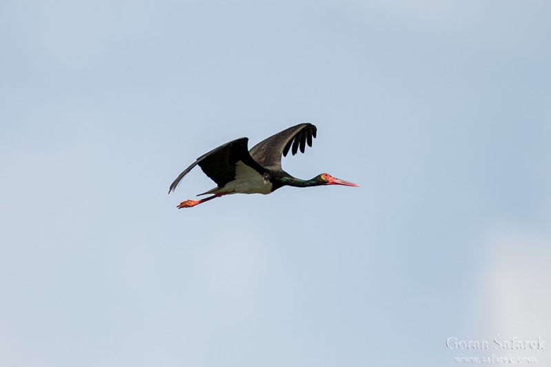 black stork, Ciconia nigra