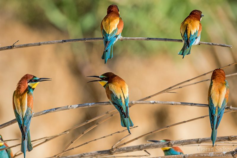 The European bee-eater, Merops apister