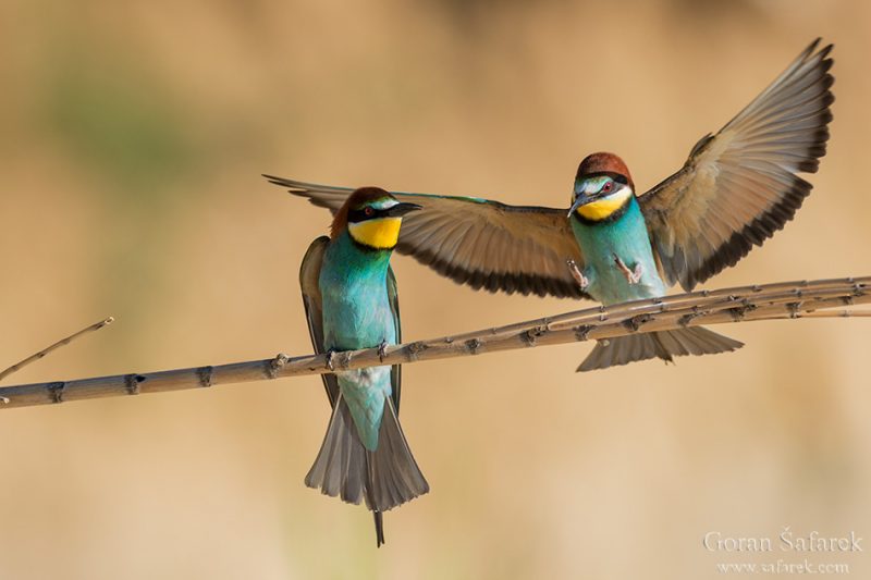 The European bee-eater, Merops apister