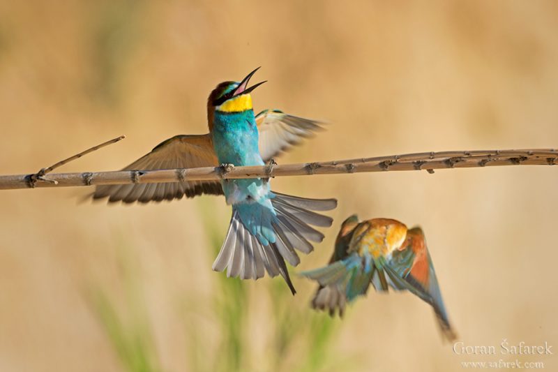 The European bee-eater, Merops apister