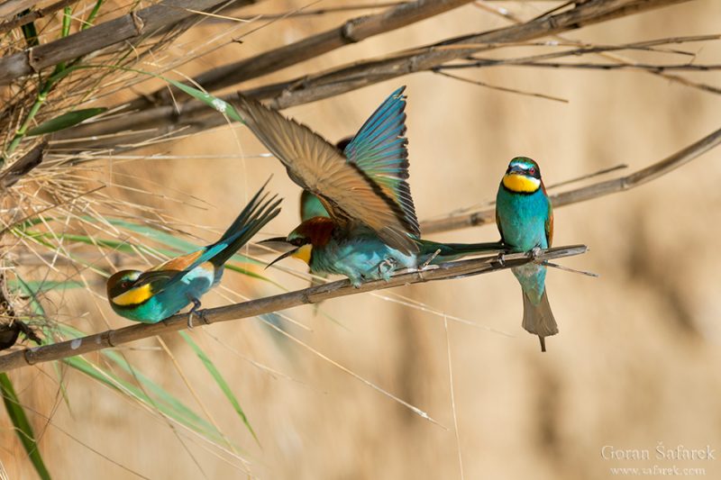 The European bee-eater, Merops apister