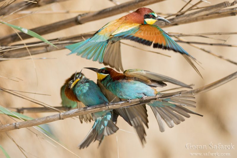 The European bee-eater, Merops apister