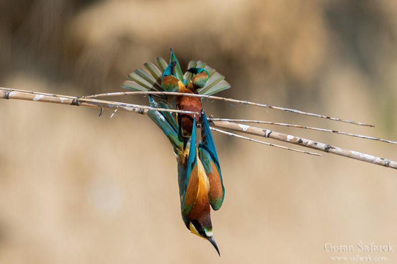 The European bee-eater, Merops apister