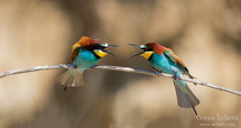 The European bee-eater, Merops apister