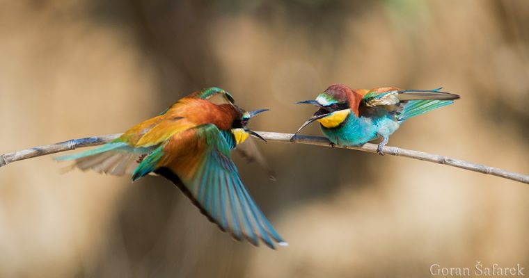 the bee-eater – the colorful bird from the steep river banks
