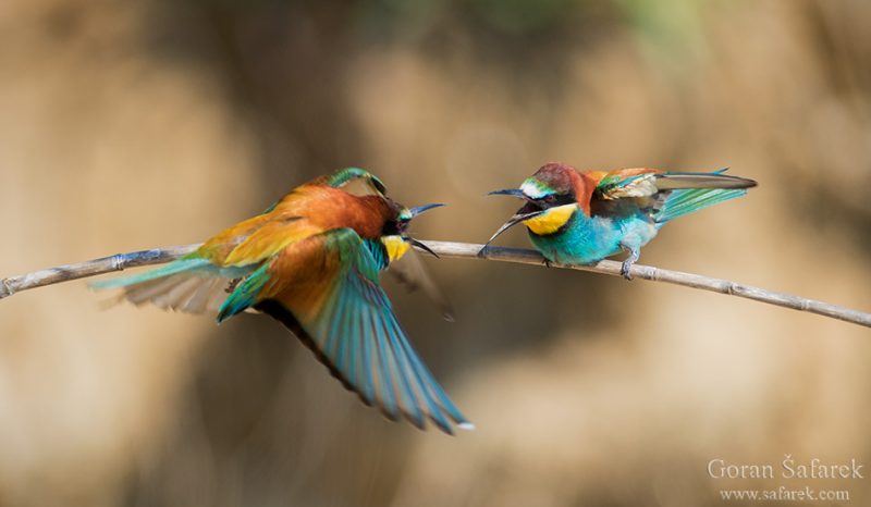 the bee-eater – the colorful bird from the steep river banks