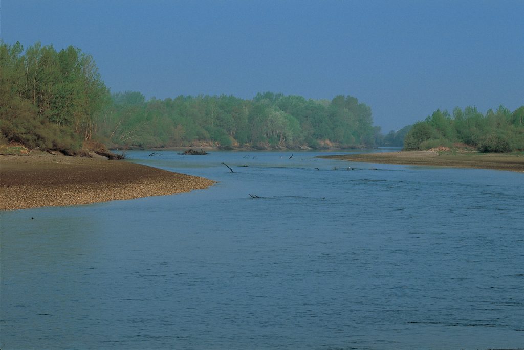 erosion, dynamics, river, forest