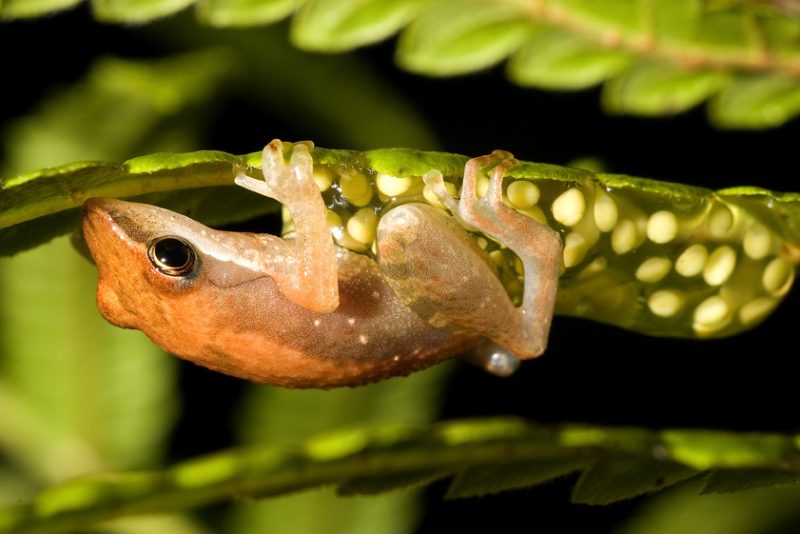 Ranomafana National Park, madagascar, Ranomena River, mountain, cloud forest, jungle, arboreal frog, call, eggs