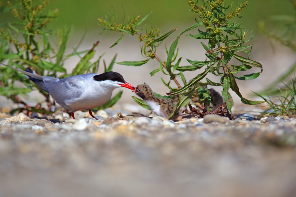 The common tern, Sterna hirundo, rivers, nesting, gravel bar