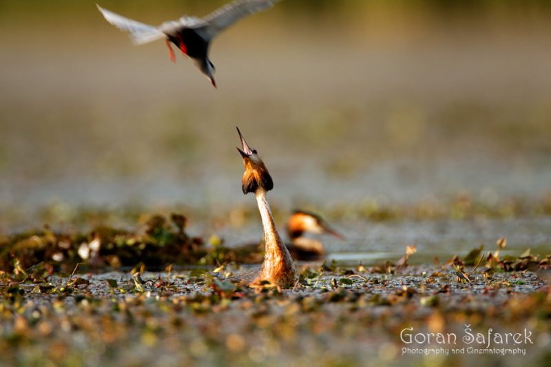 the whiskered tern, Chlidonias hybrida, birds, rivers,marsh, wetland, colony, nesting, breeding