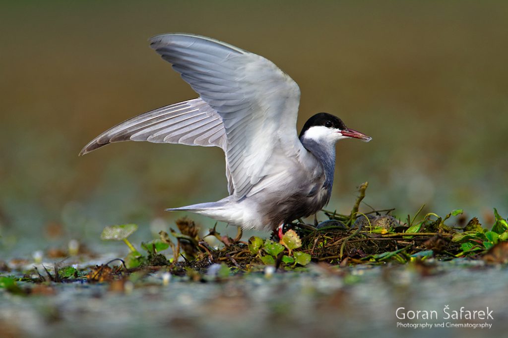 the whiskered tern, Chlidonias hybrida, birds, rivers,marsh, wetland, colony, nesting, breeding