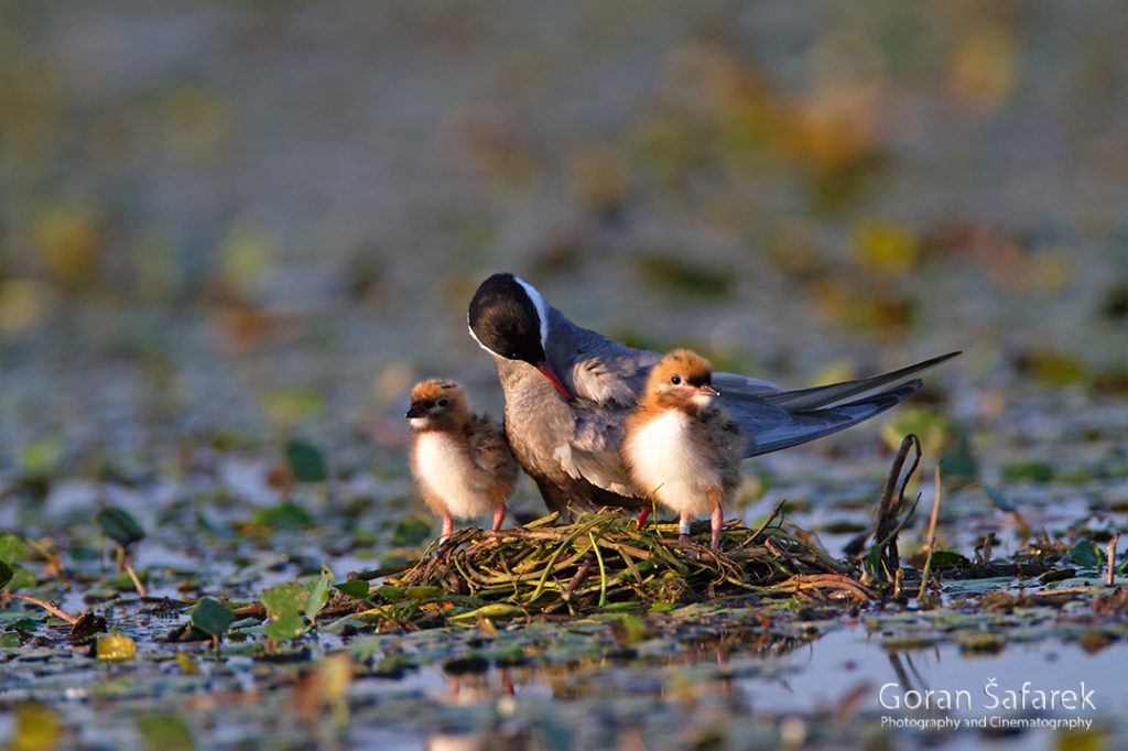 the whiskered tern, Chlidonias hybrida, birds, rivers,marsh, wetland, colony, nesting, breeding