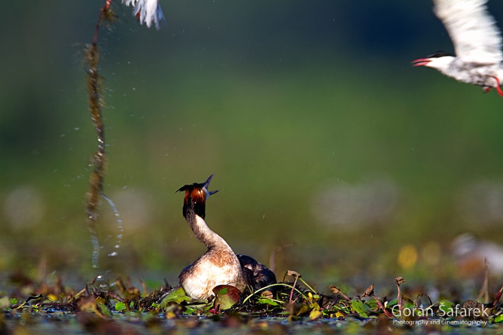 The great crested grebe, Podiceps cristatus, rivers, birds, wetland, lake