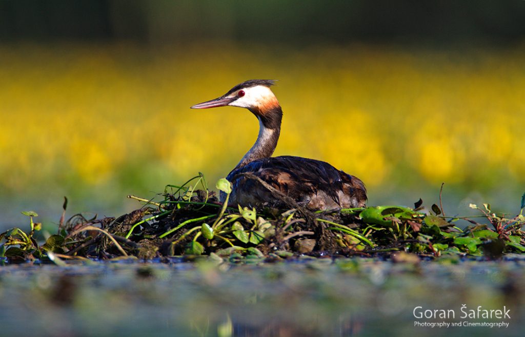 The great crested grebe, Podiceps cristatus, rivers, birds, wetland, lake