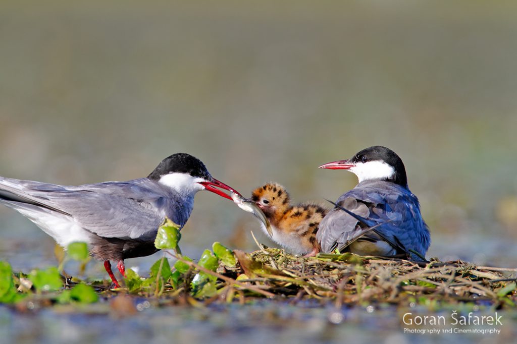 the whiskered tern, Chlidonias hybrida, birds, rivers,marsh, wetland, colony, nesting, breeding