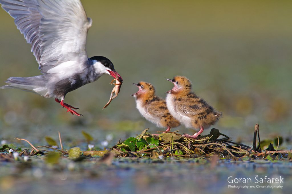 the whiskered tern, Chlidonias hybrida, birds, rivers,marsh, wetland, colony, nesting, breeding