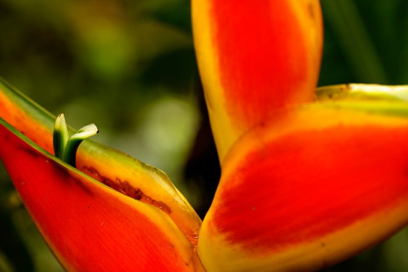 Zanja Arajuno, Andes, foothills, ecuador, rainforest, tropical, puyo, heliconia, flower