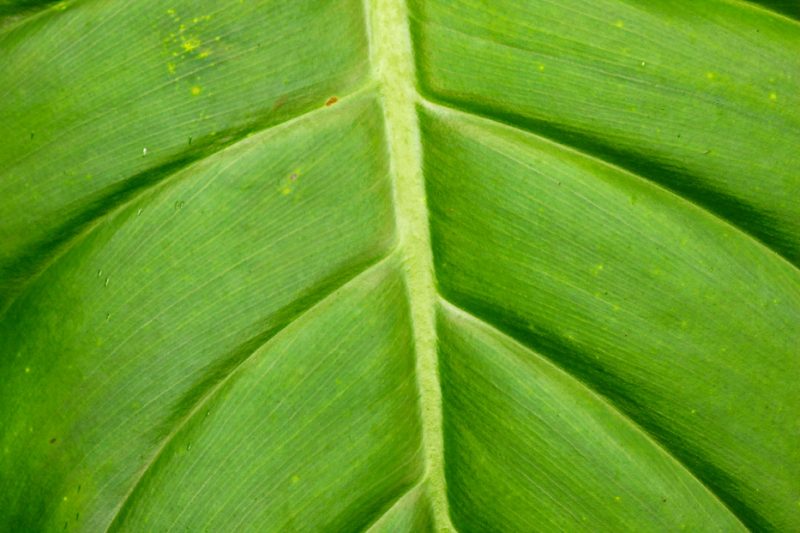 Zanja Arajuno, Andes, foothills, ecuador, rainforest, tropical, puyo, leaf