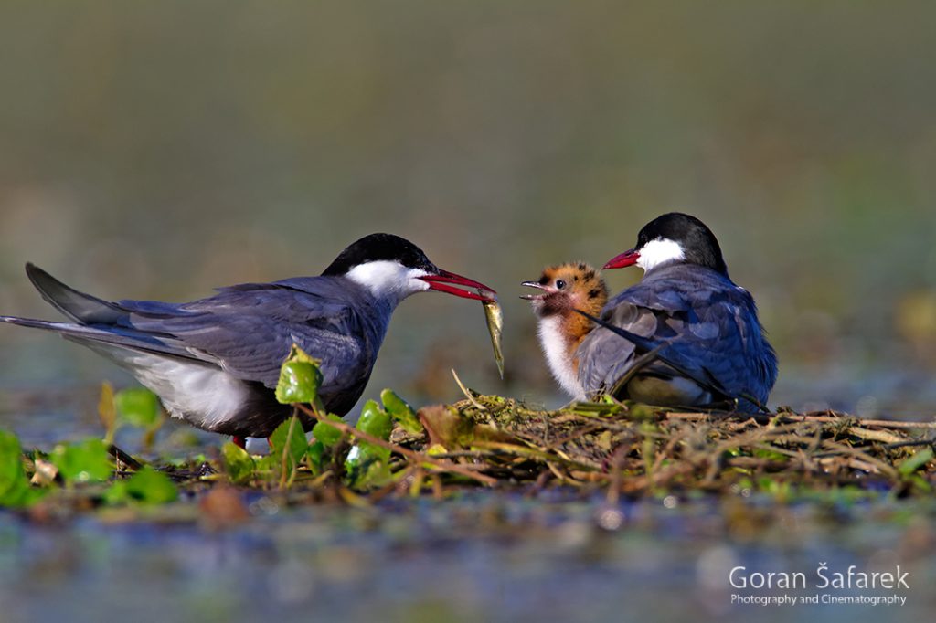 the whiskered tern, Chlidonias hybrida, birds, rivers,marsh, wetland, colony, nesting, breeding