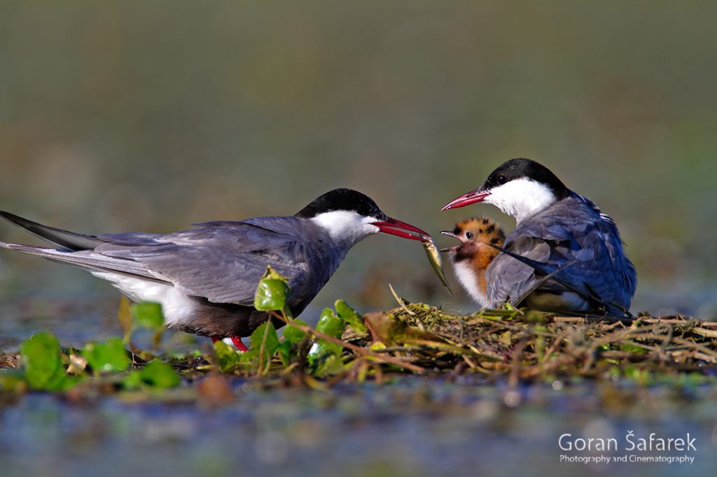 the whiskered tern, Chlidonias hybrida, birds, rivers,marsh, wetland, colony, nesting, breeding