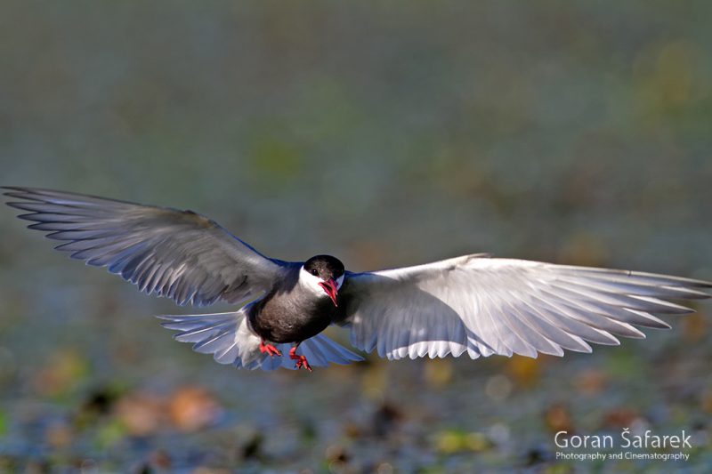 The whiskered tern – breeding in the backwaters