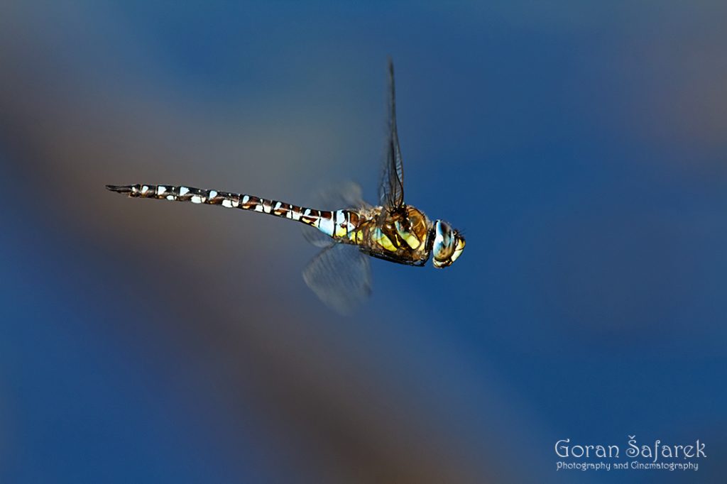 Odonata, dragonflies, damselflies 