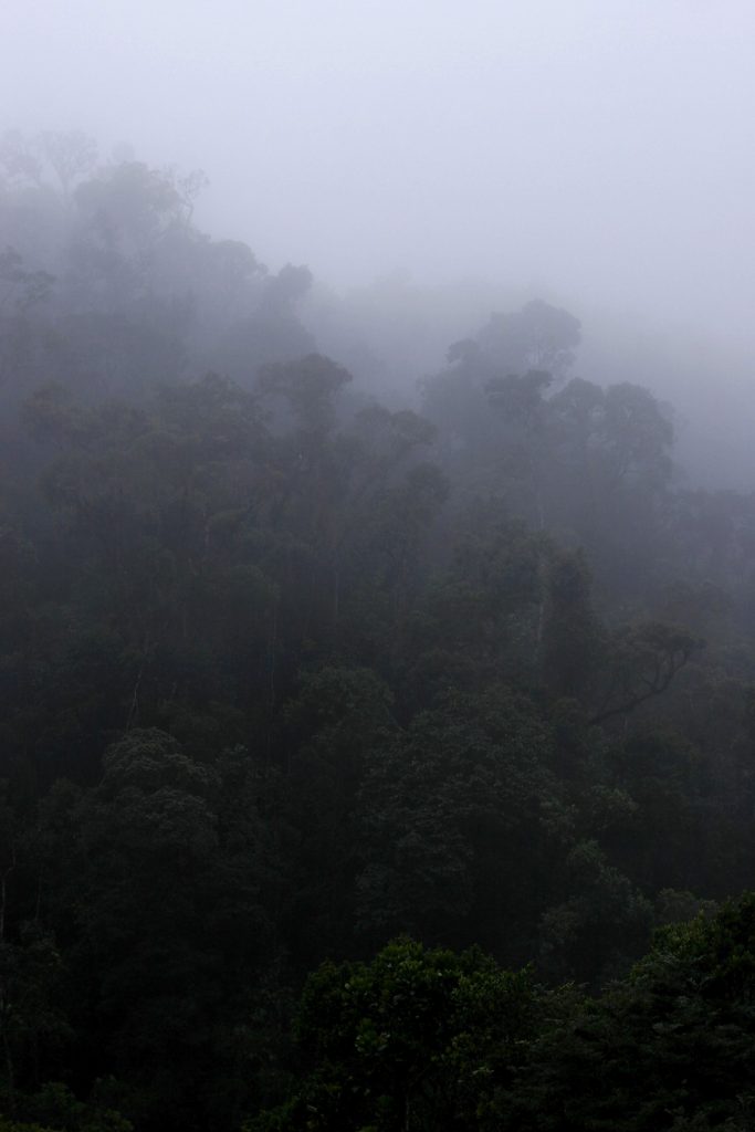 Ranomafana National Park, madagascar, Ranomena River, mountain, cloud forest, jungle, fog, mist