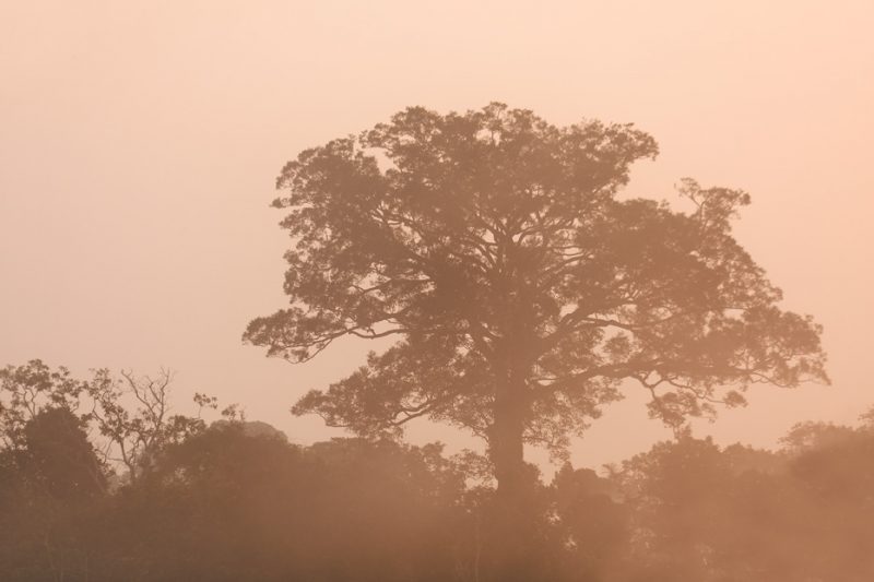 The Tiputini River, Yasuní National Park, ecuador jungle, rainforest, oriente, tropical, sunrise