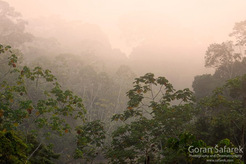 The Tiputini River, Yasuní National Park, ecuador jungle, rainforest, oriente, tropical, sunrise