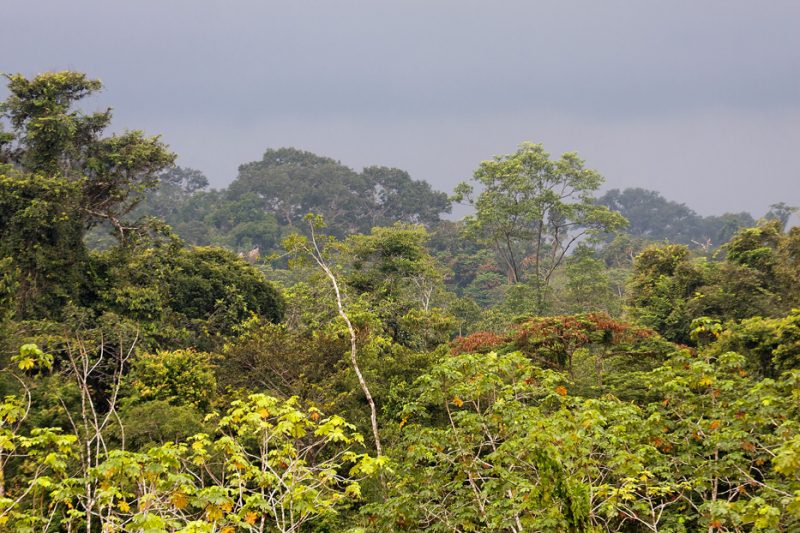 The Tiputini River, Yasuní National Park, ecuador jungle, rainforest, oriente, tropical, sunrise