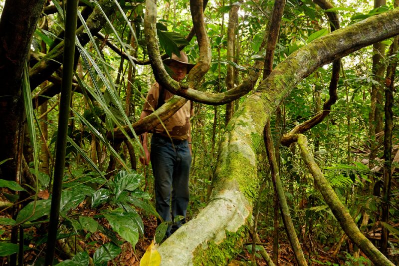 The Tiputini River, Yasuní National Park, ecuador jungle, rainforest, oriente, tropical, sunrise, liana, vine