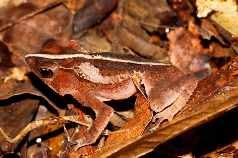 The Tiputini River, Yasuní National Park, ecuador jungle, rainforest, oriente, tropical, frog, wildlife, animals