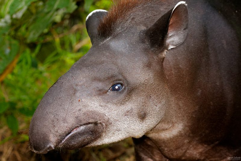 The Tiputini River, Yasuní National Park, ecuador jungle, rainforest, oriente, tropical, tapir