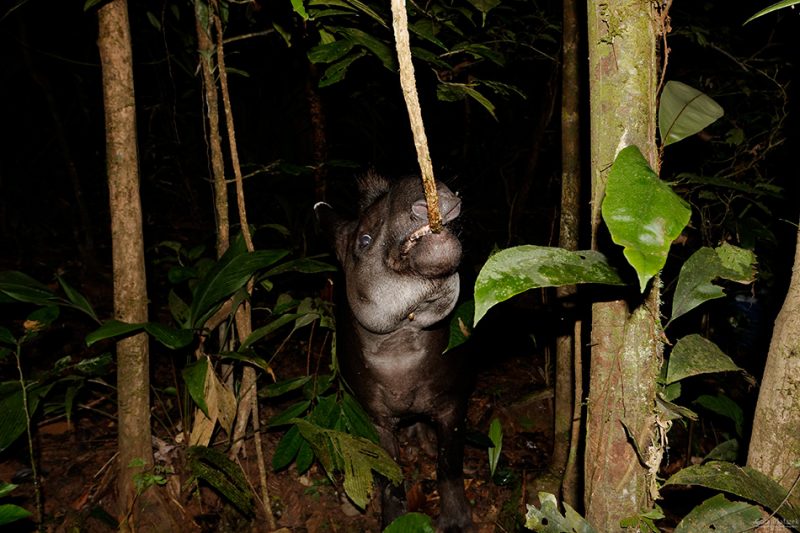 The Tiputini River, Yasuní National Park, ecuador jungle, rainforest, oriente, tropical, tapir, 