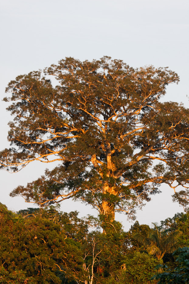 The Tiputini River, Yasuní National Park, ecuador jungle, rainforest, oriente, tropical, sunrise, tree