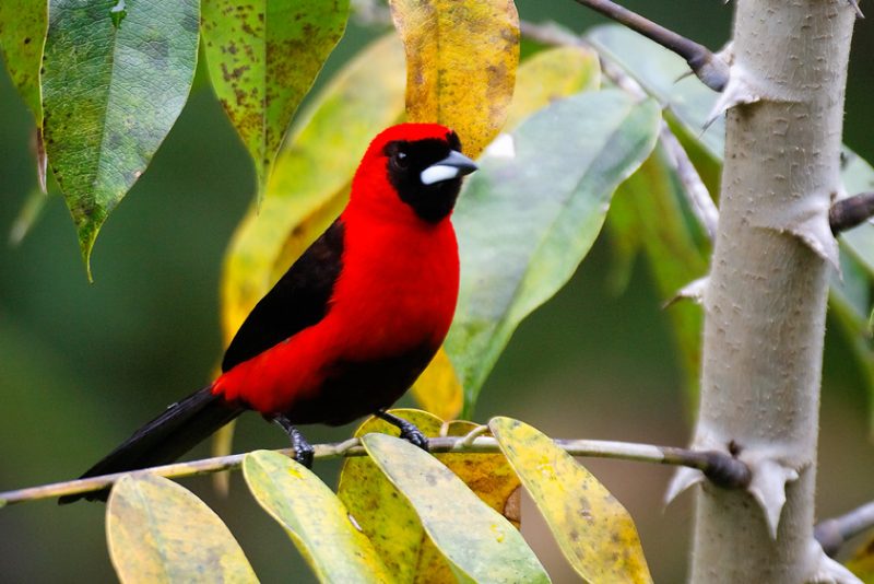 The Tiputini River, Yasuní National Park, ecuador jungle, rainforest, oriente, tropical, sunrise, bird