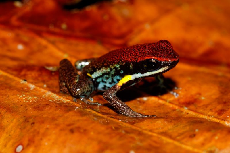 The Tiputini River, Yasuní National Park, ecuador jungle, rainforest, oriente, tropical, sunrise, frog, poisonous, Dendrobatid 