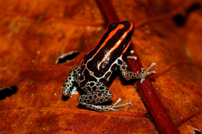 The Tiputini River, Yasuní National Park, ecuador jungle, rainforest, oriente, tropical, sunrise, frog, poisonous, Dendrobatid 