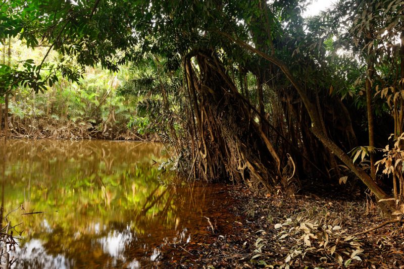 The Tiputini River, Yasuní National Park, ecuador jungle, rainforest, oriente, tropical, swamp, palm, needle, backwaters