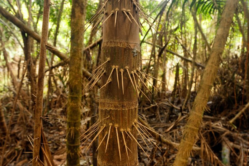 The Tiputini River, Yasuní National Park, ecuador jungle, rainforest, oriente, tropical, swamp, palm, needle