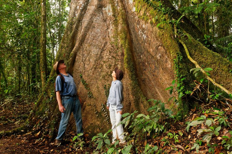 butress roots, tree, The Tiputini River, Yasuní National Park, ecuador jungle, rainforest, oriente, tropical, 