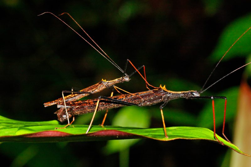 The Tiputini River, Yasuní National Park, ecuador jungle, rainforest, oriente, tropical, stick insect, mating