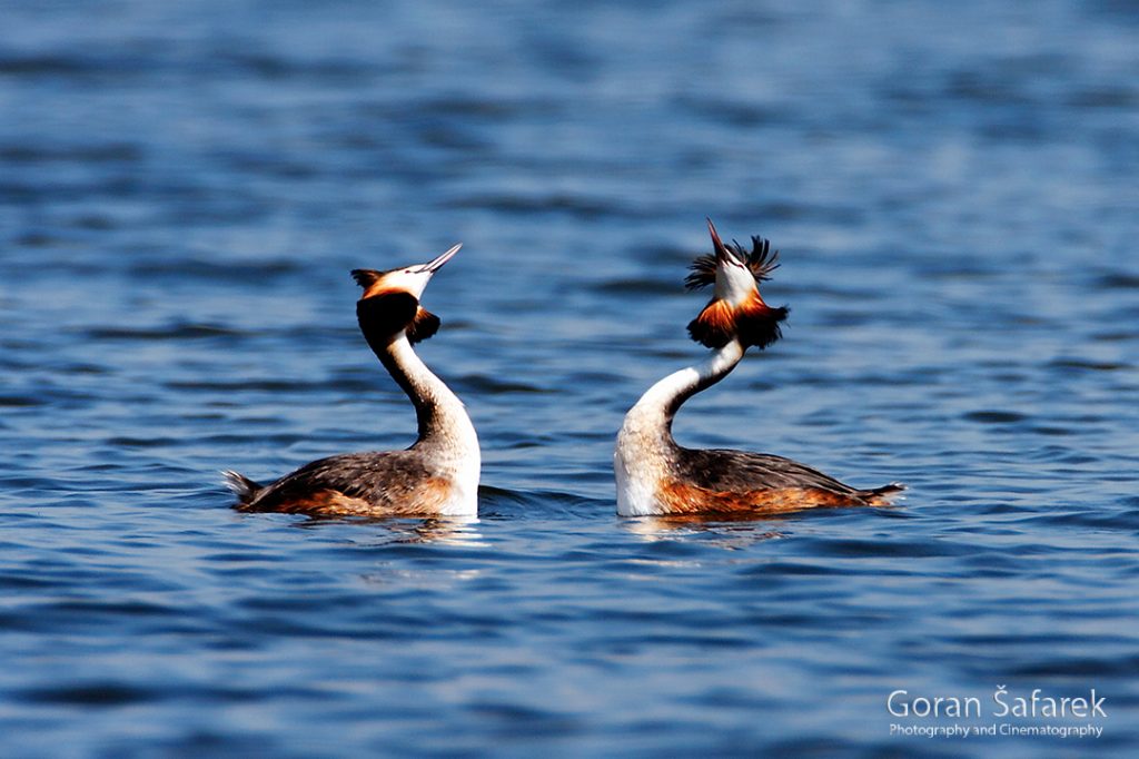 The great crested grebe, Podiceps cristatus, rivers, birds, wetland, lake, dance