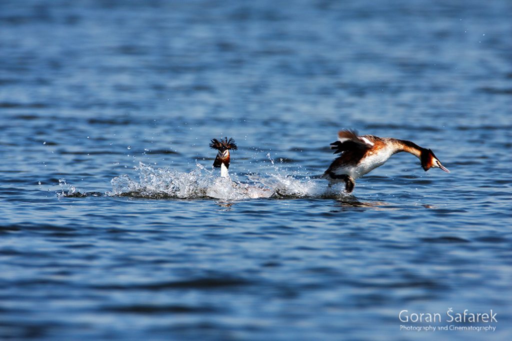 The great crested grebe, Podiceps cristatus, rivers, birds, wetland, lake