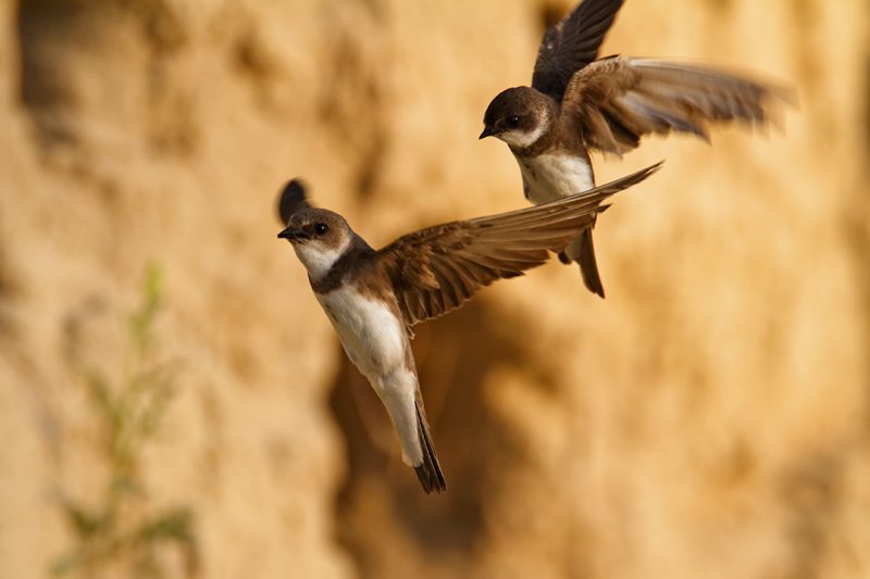 The Sand Martin (Riparia riparia) – dweller of the steep river banks