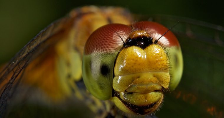 Dragonflies and damselflies – ancient flyers
