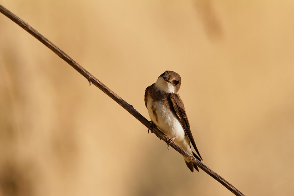 The Sand Martin, Riparia riparia,. steep river banks, rivers