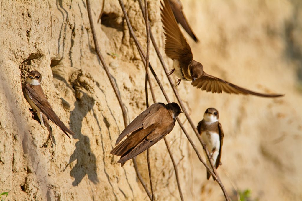 The Sand Martin, Riparia riparia,. steep river banks, rivers