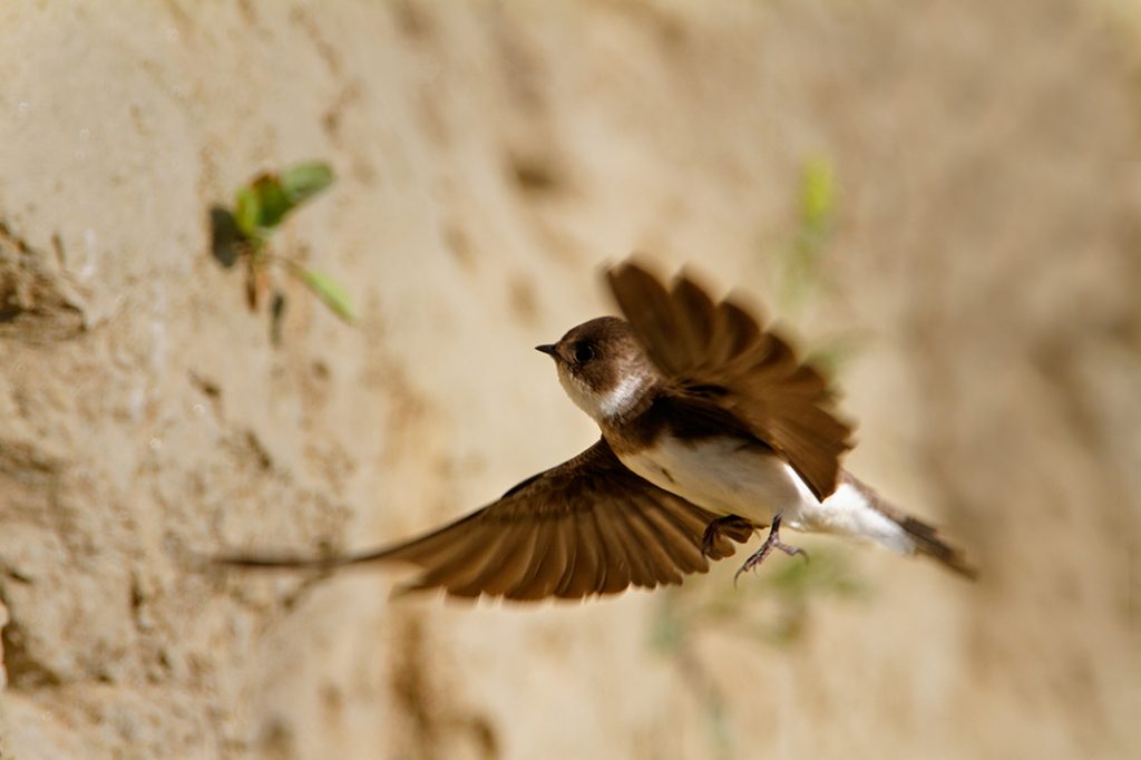 The Sand Martin, Riparia riparia,. steep river banks, rivers